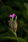 Deptford pink